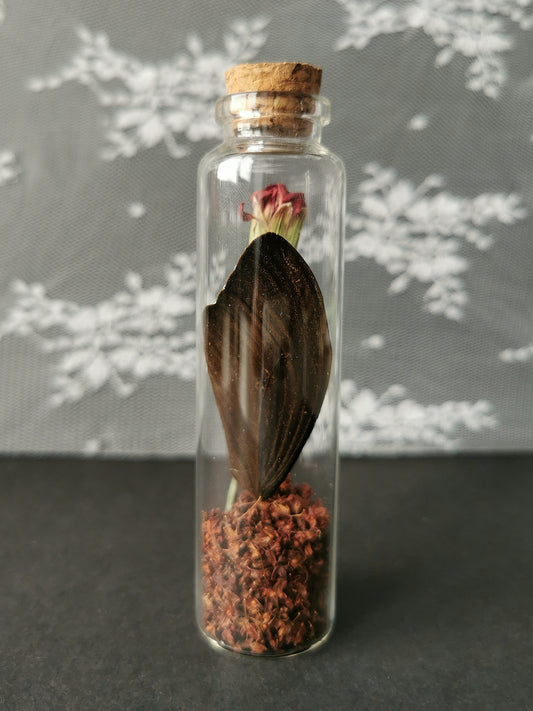 Large curiosity bottle