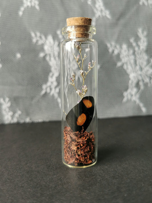 Small curiosity bottle
