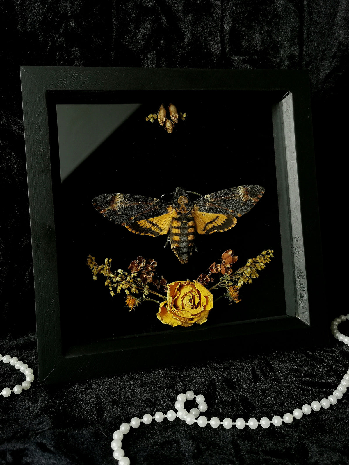 Death's Head Hawk Moth