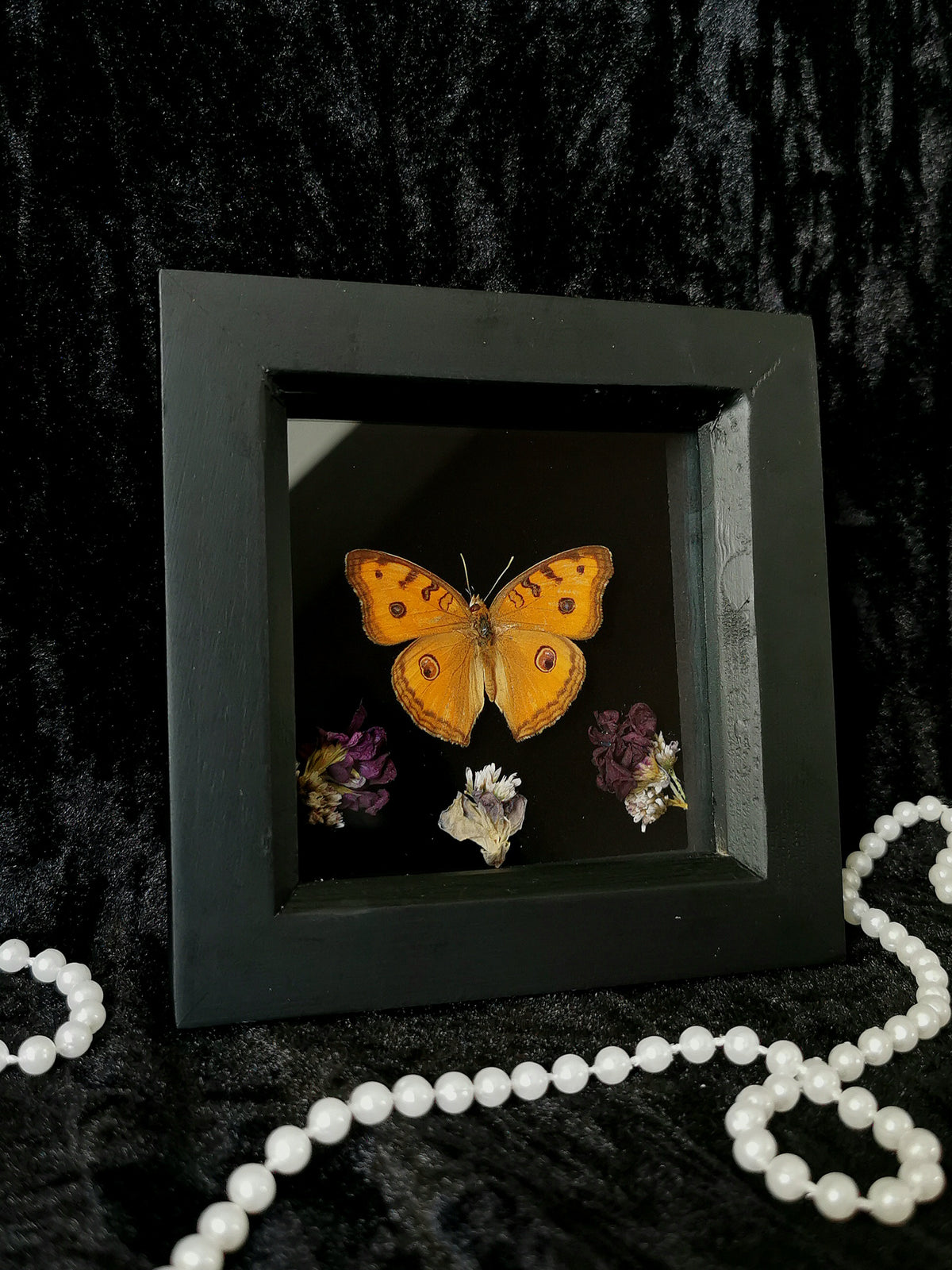 Peacock pansy butterfly entomology frame with dried flowers
