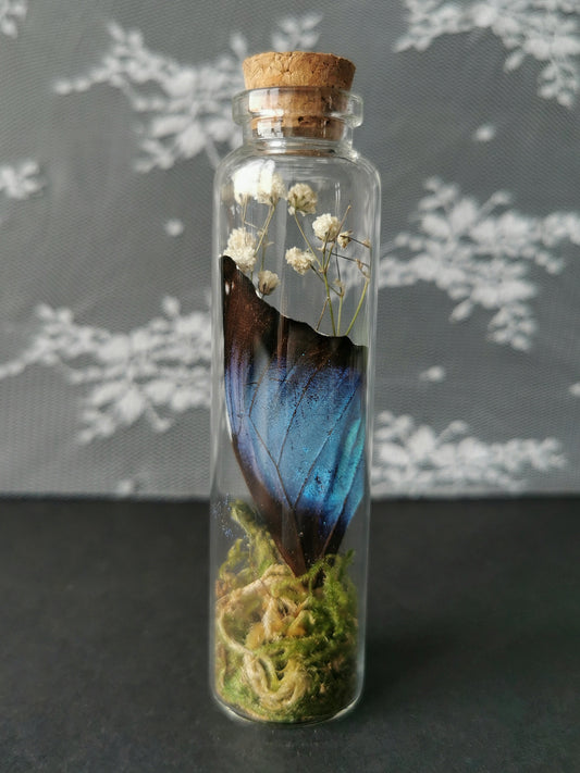 Large curiosity bottle