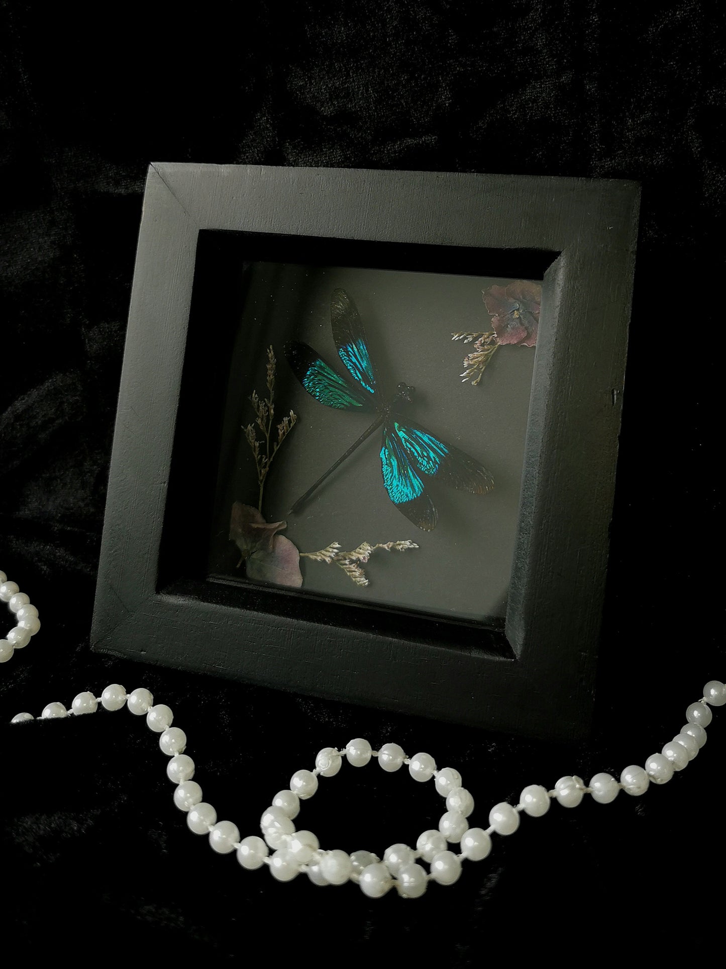 Damselfly entomology frame with dried flowers