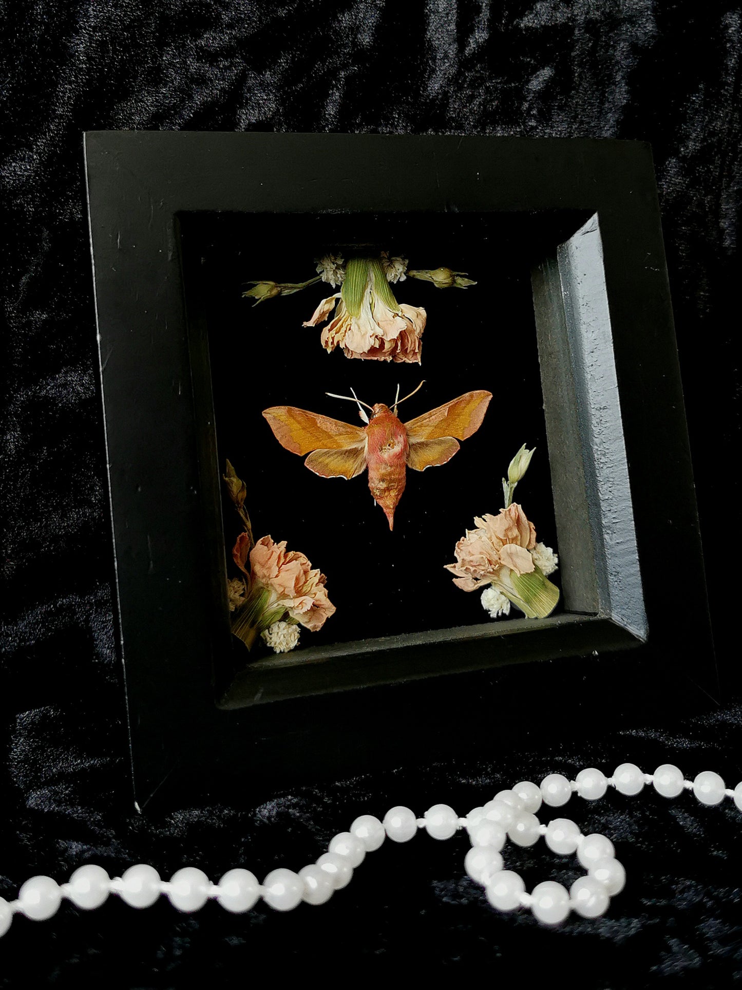 Elephant Hawk Moth frame with dried flowers