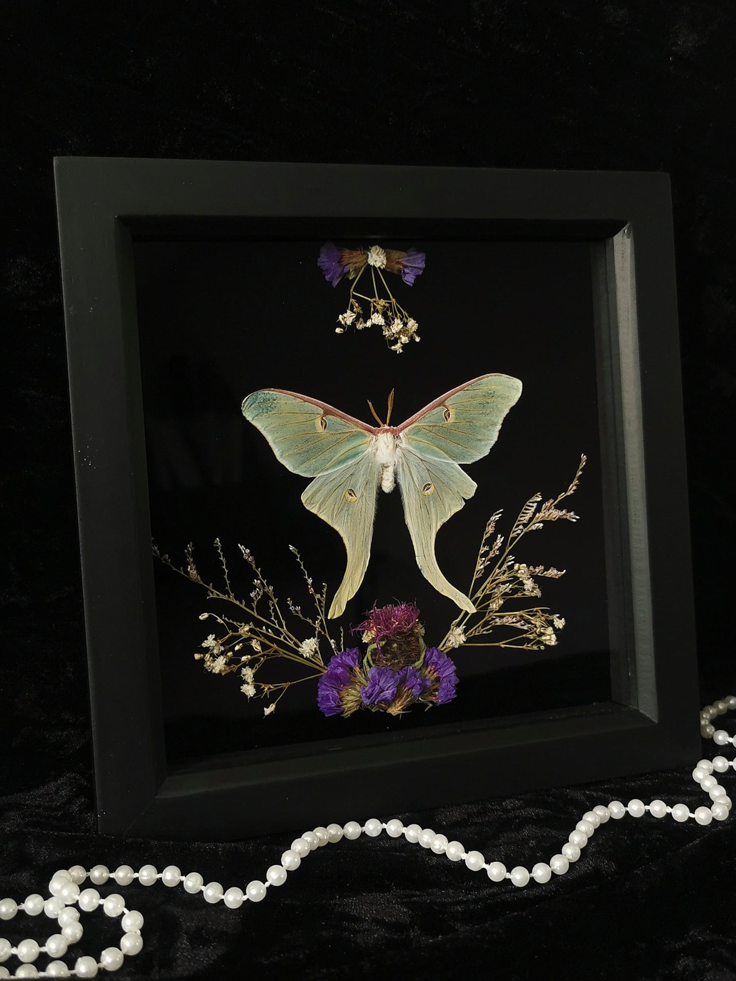 Luna Moth entomology frame with dried flowers