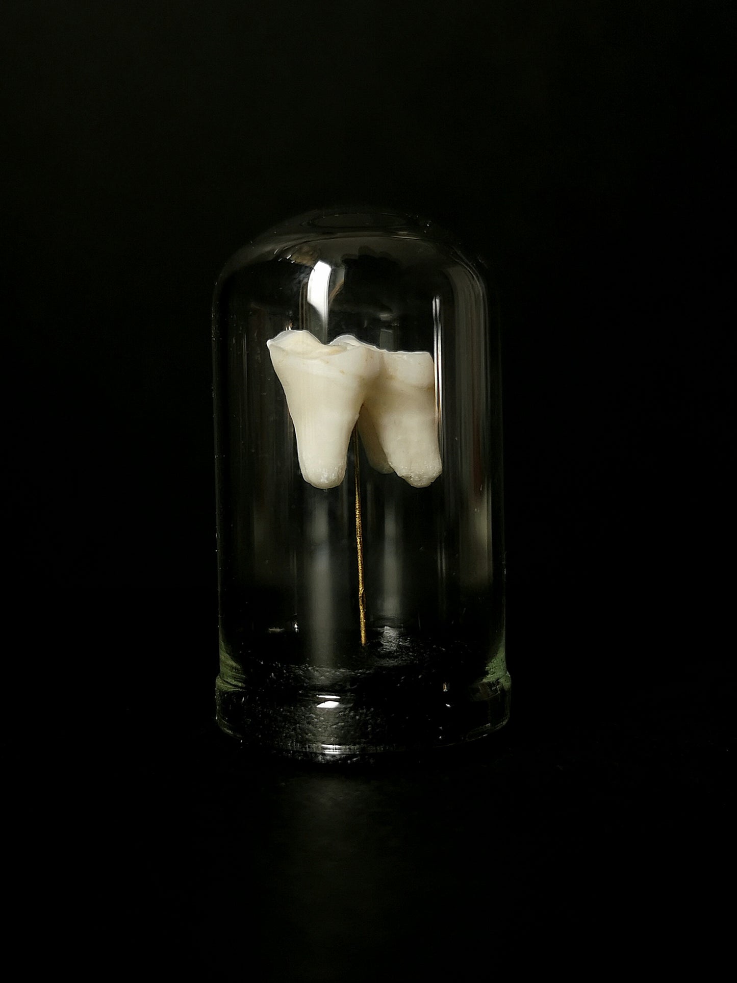 Small tooth dome