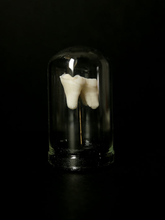 Small tooth dome