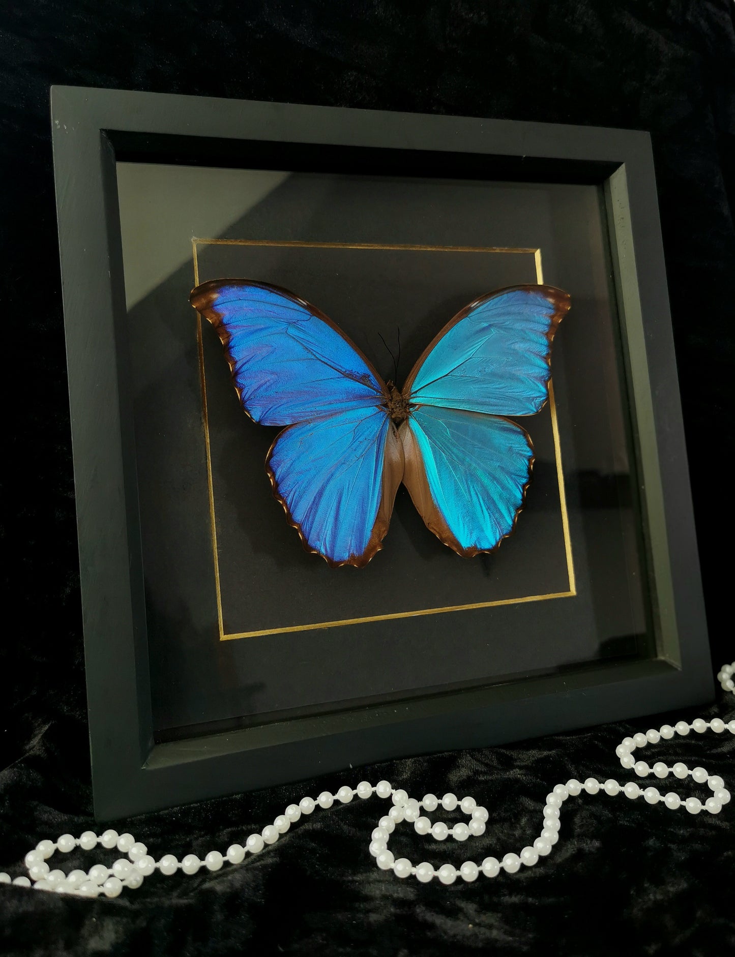 Giant Blue Morpho butterfly minimalist entomology frame