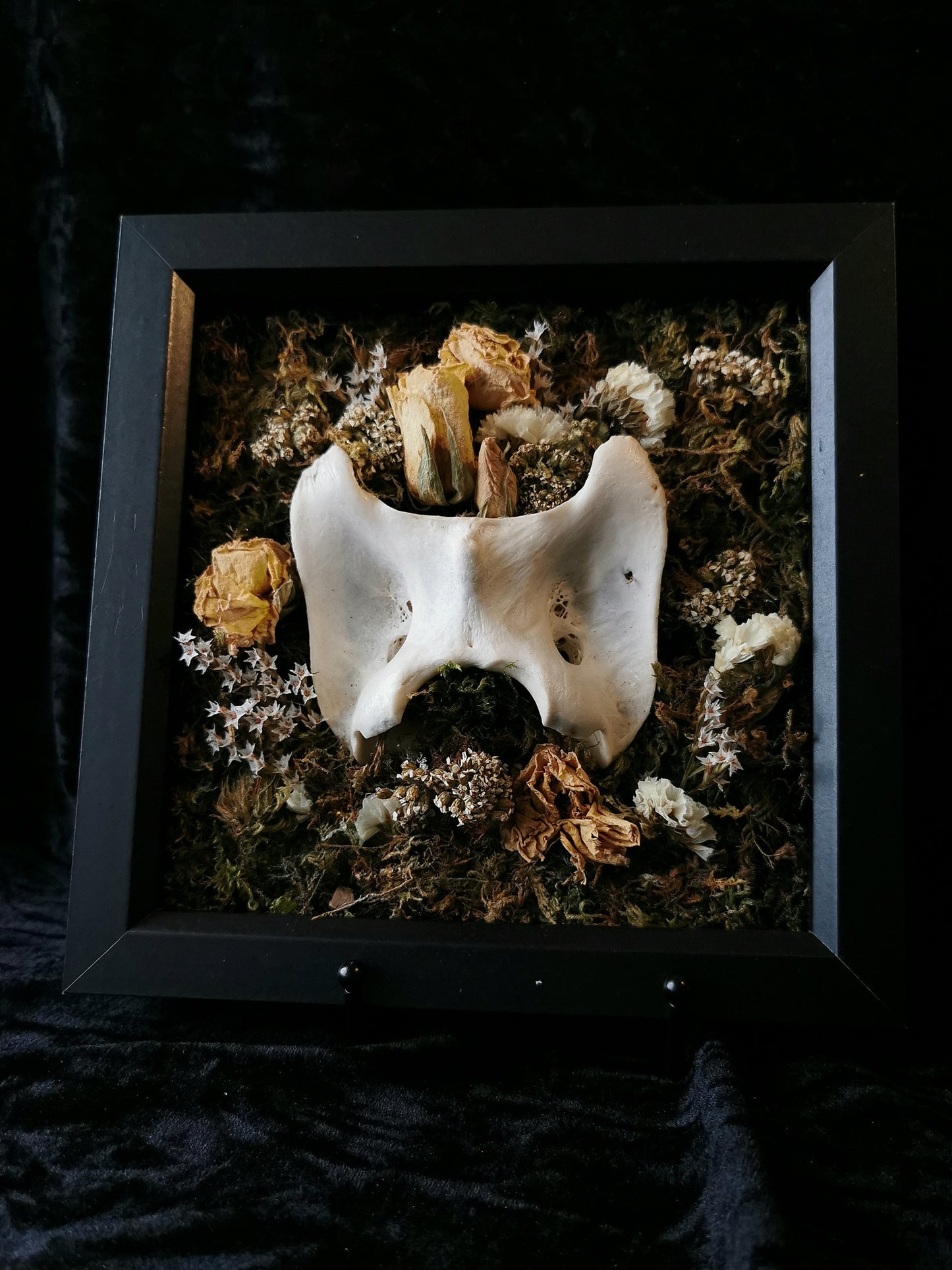 Deer atlas bone forage frame