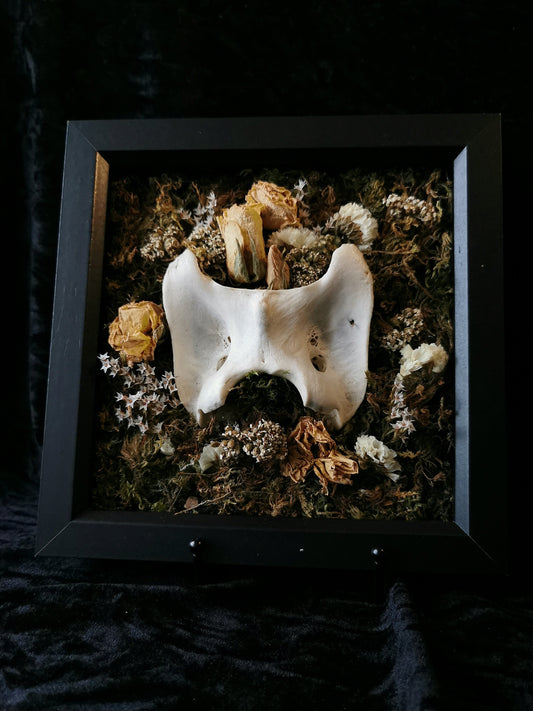 Deer atlas bone forage frame
