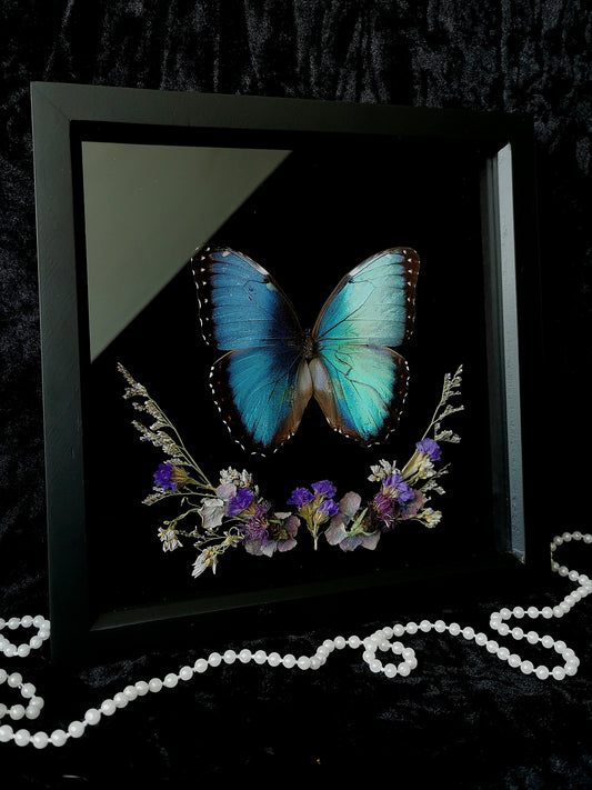 Helenor Blue Morpho butterfly frame with dried flowers