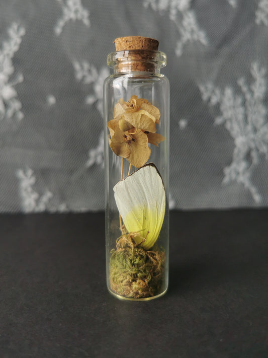 Small curiosity bottle