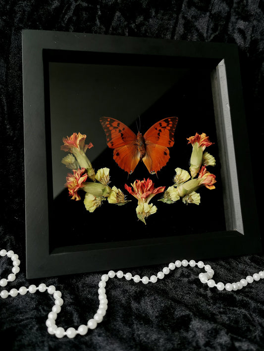 Silver striped Charaxes butterfly frame with dried flowers