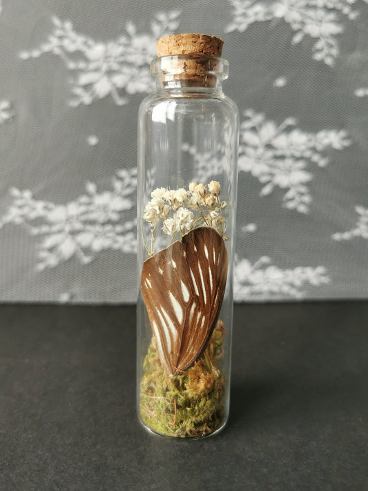 Large curiosity bottle
