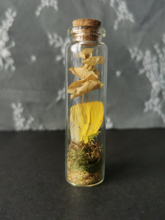 Small curiosity bottle