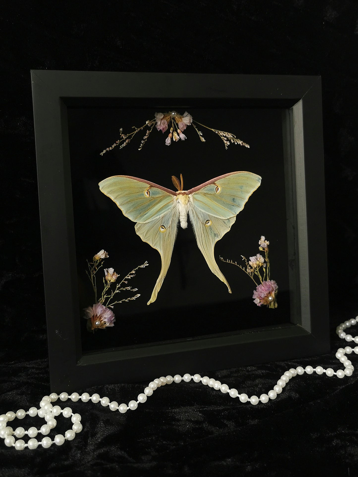 Luna Moth entomology frame with dried flowers