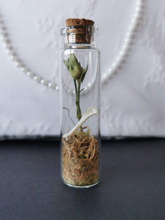 Small curiosity bottle