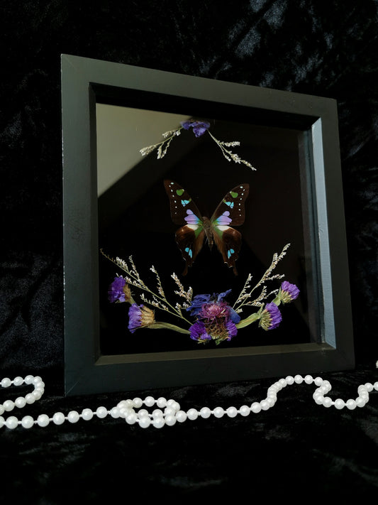 Purple-Spotted Swallowtail butterfly entomology frame with dried flowers