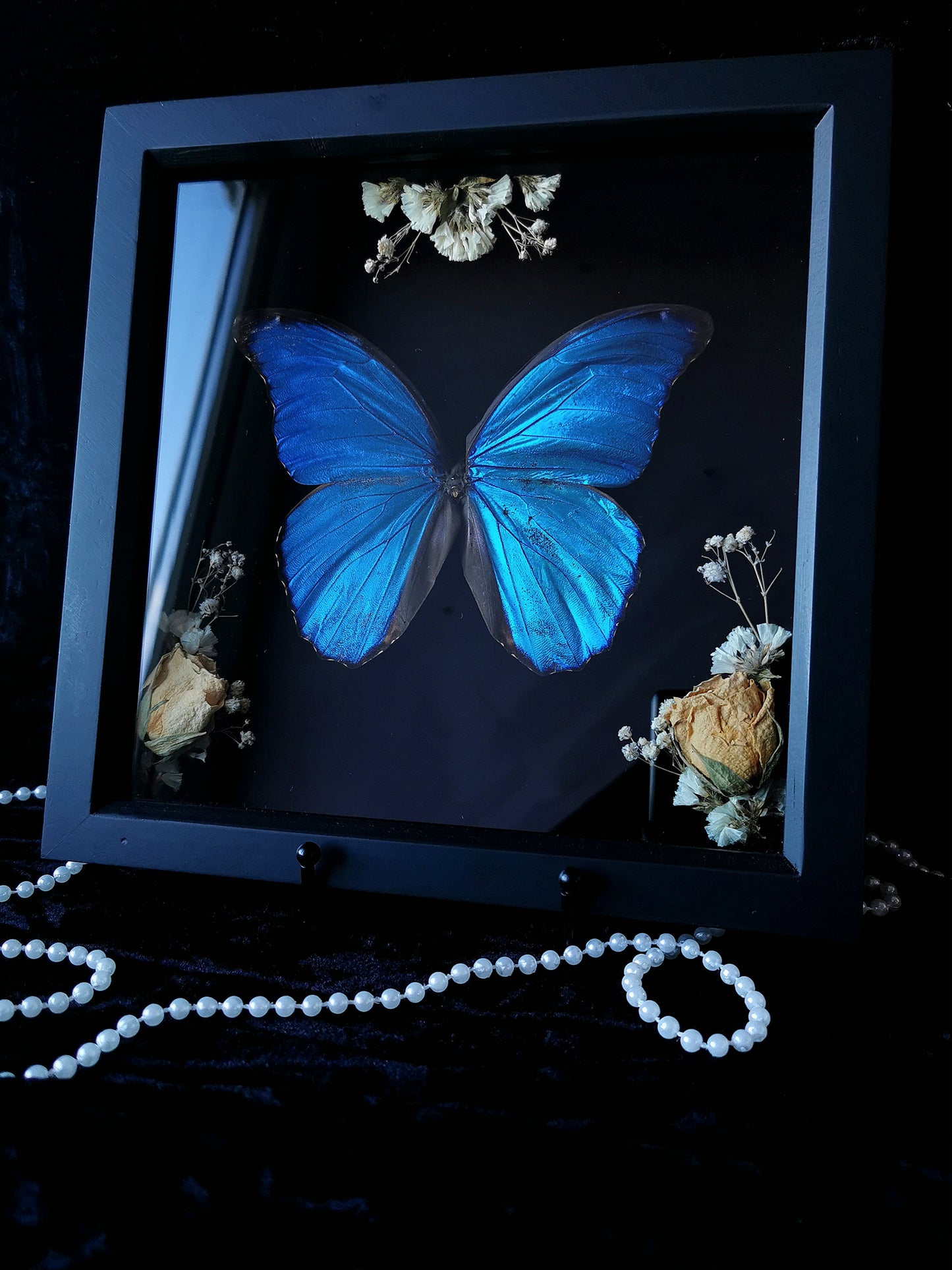Giant Blue Morpho butterfly frame with dried flowers