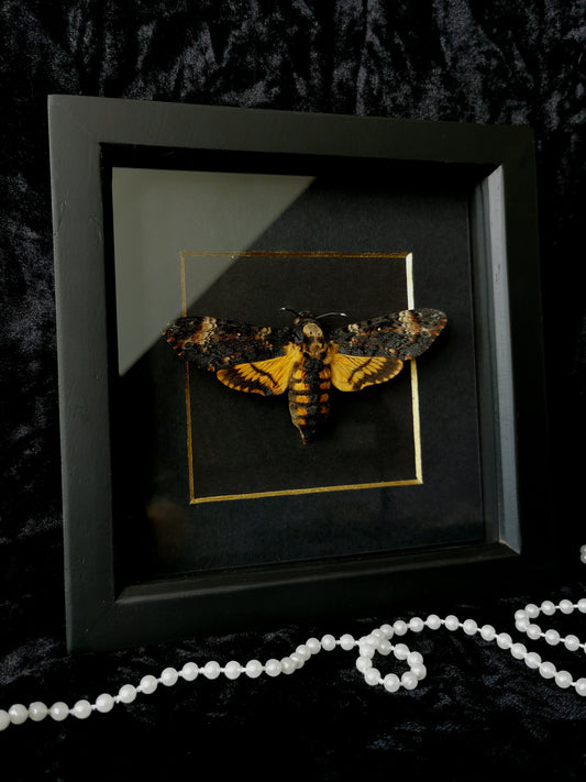 Death's Head Hawk Moth minimalist frame