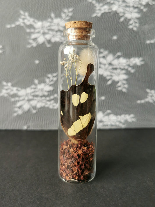 Large curiosity bottle