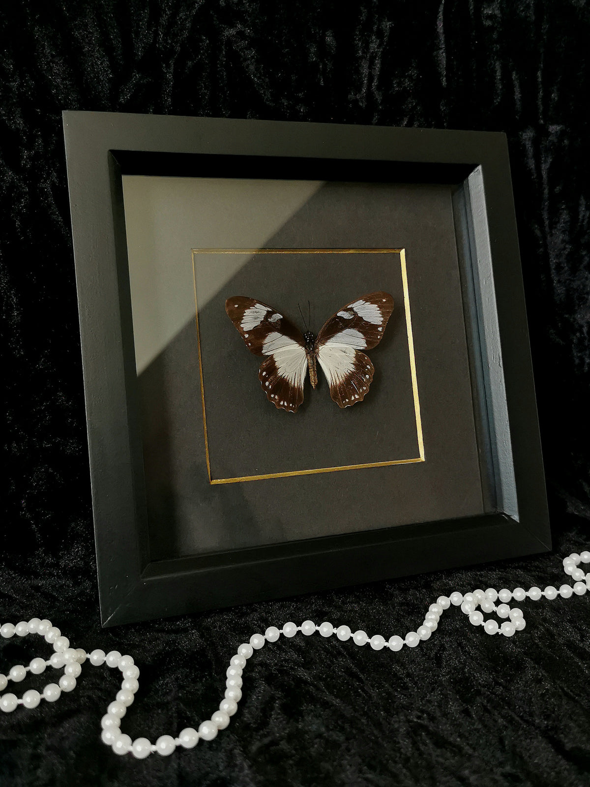 Variable Eggfly butterfly minimalist entomology frame