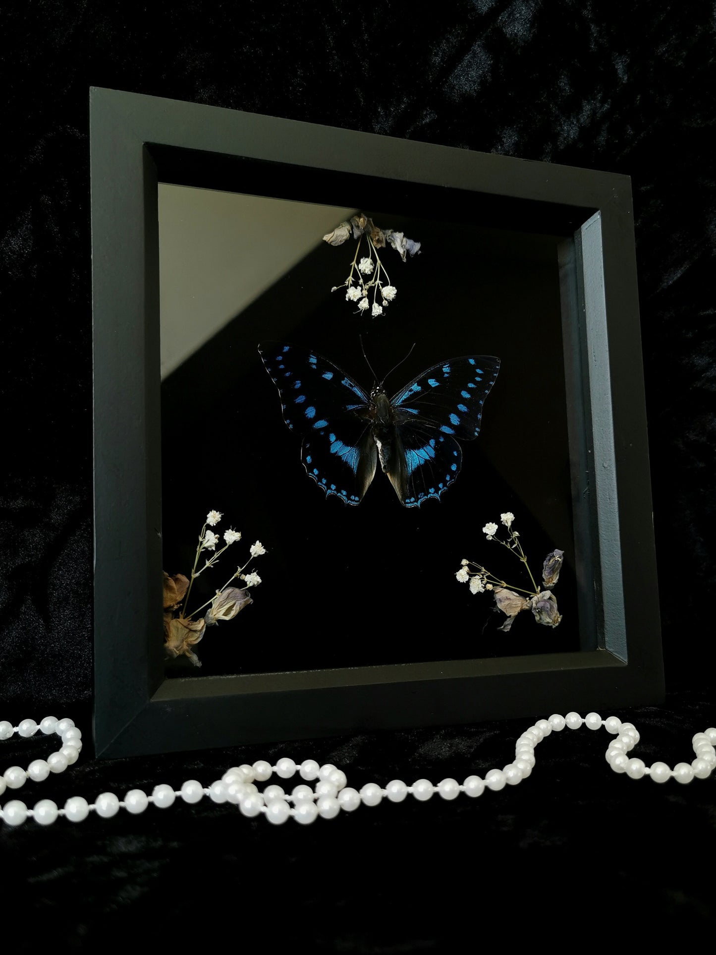 Blue-spotted Charaxes butterfly entomology frame with dried flowers