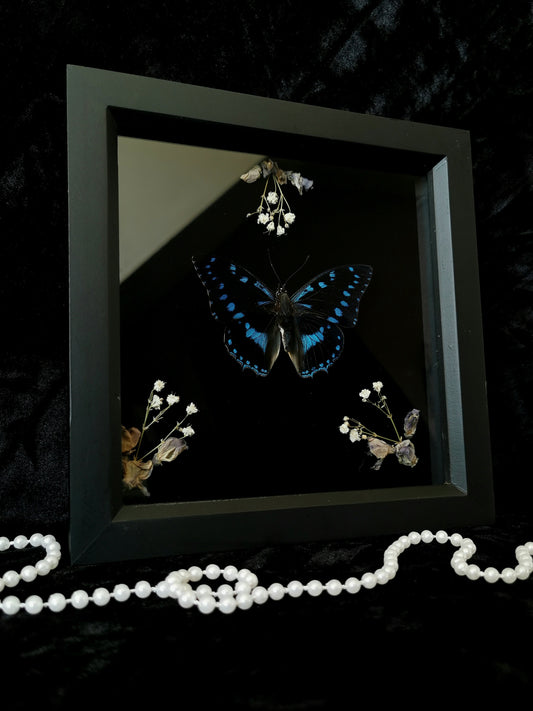 Blue-spotted Charaxes butterfly entomology frame with dried flowers
