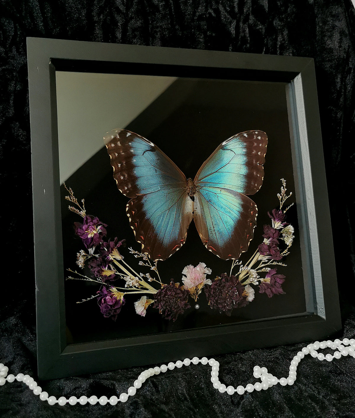 Helenor Blue Morpho butterfly entomology frame with dried flowers