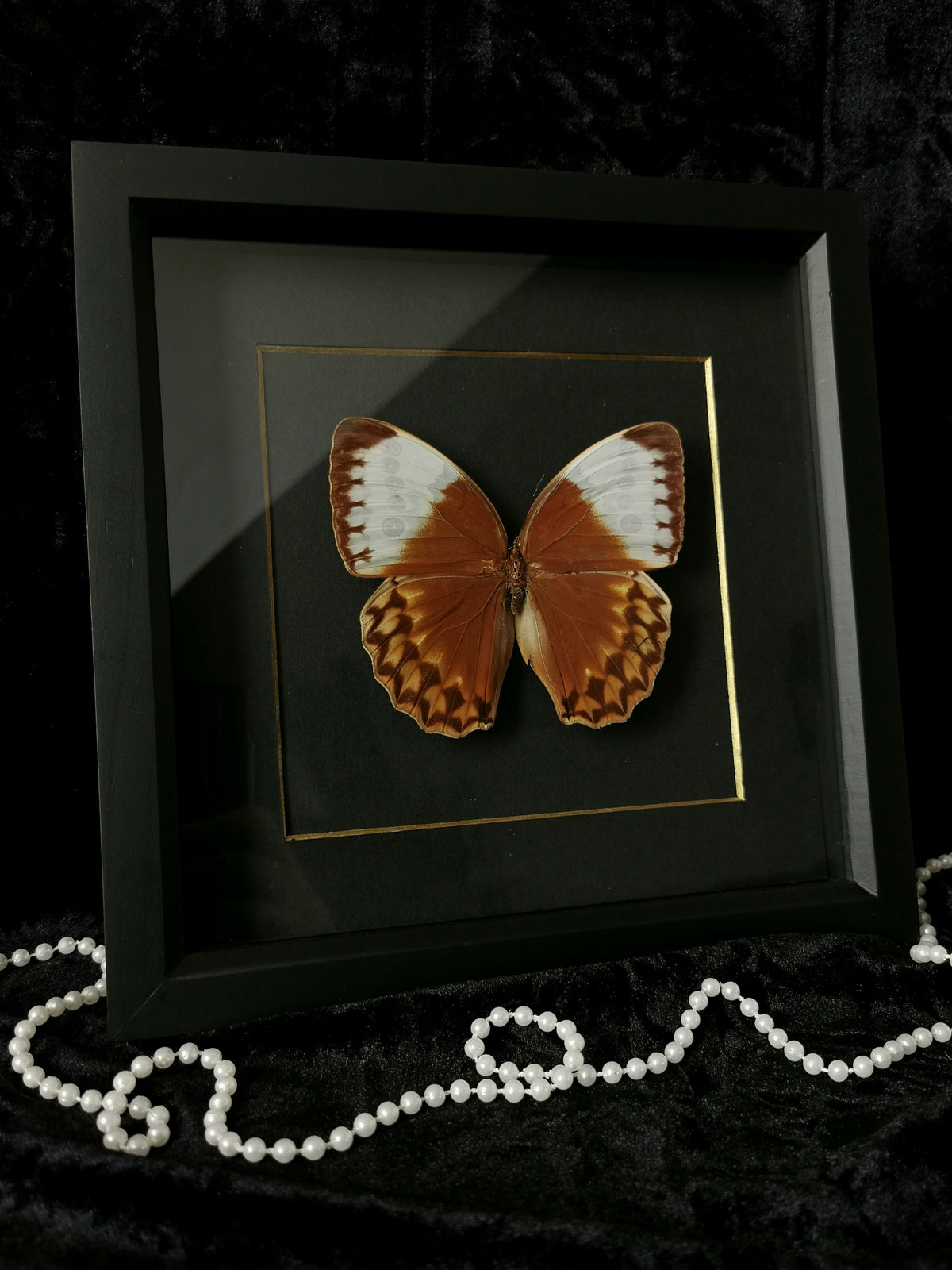 Jungle Queen butterfly