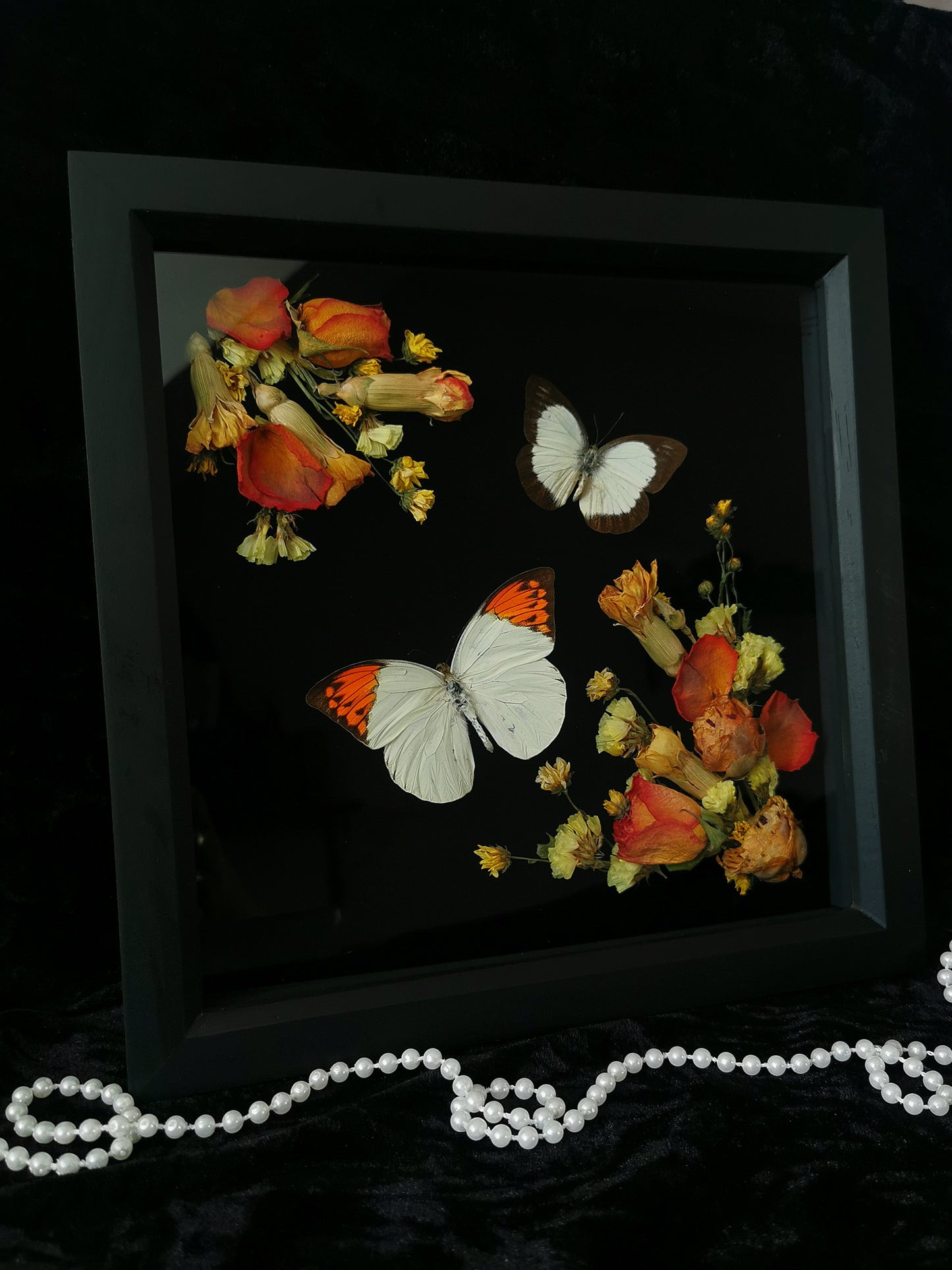 Great Orange-Tip & Caper Gull butterflies frame with dried flowers