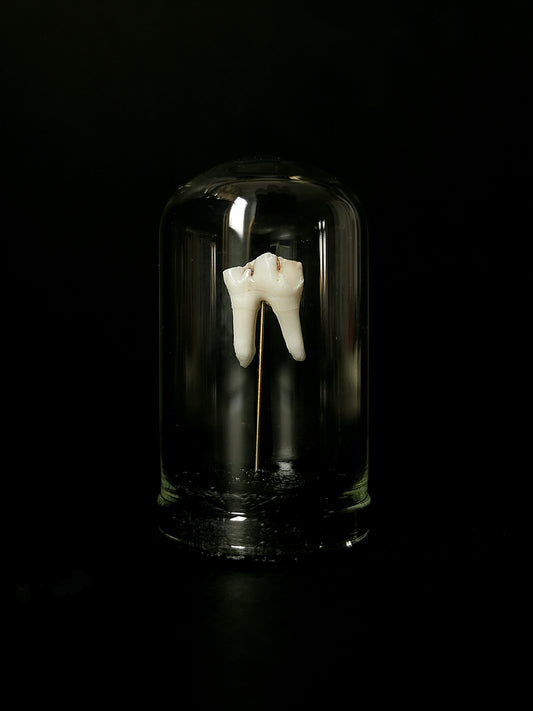 Small tooth dome