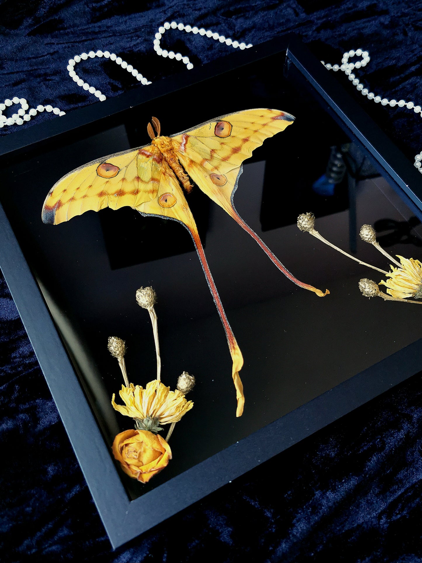 Madagascan Moon Moth entomology frame with dried flowers