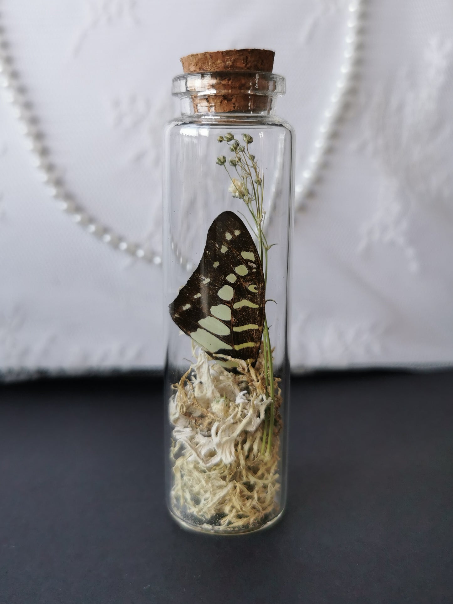 Large curiosity bottle