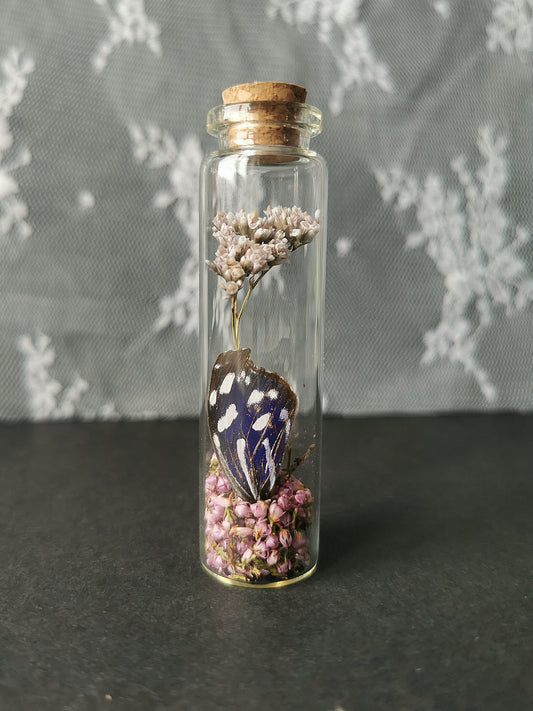 Small curiosity bottle