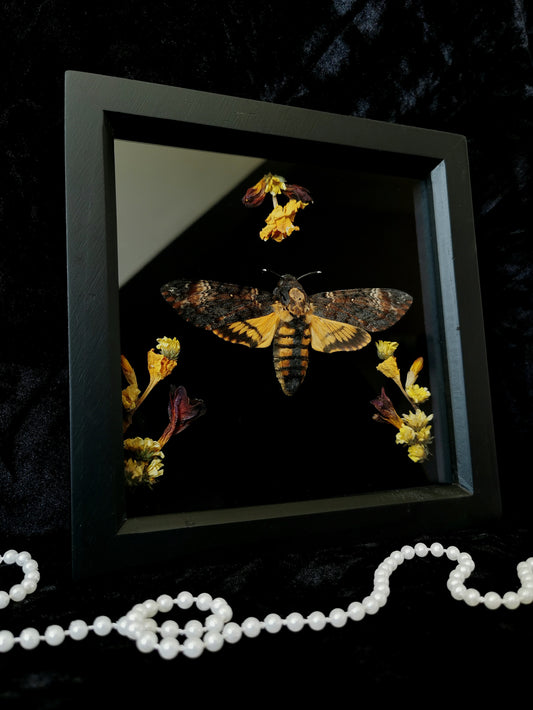 Death's Head Hawk Moth entomology frame with dried flowers