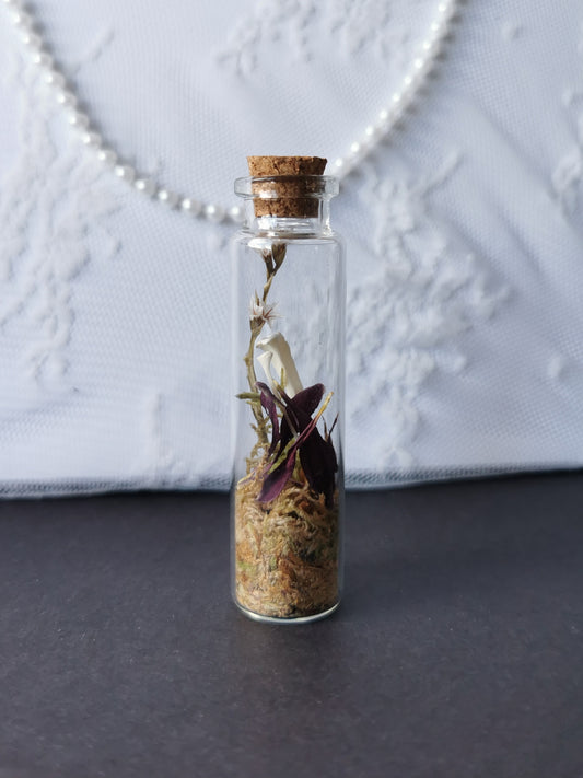 Small curiosity bottle