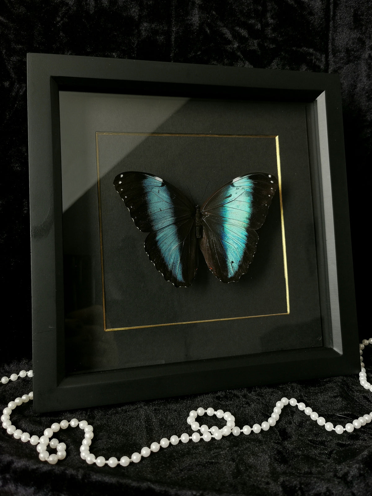 Achilles Morpho butterfly