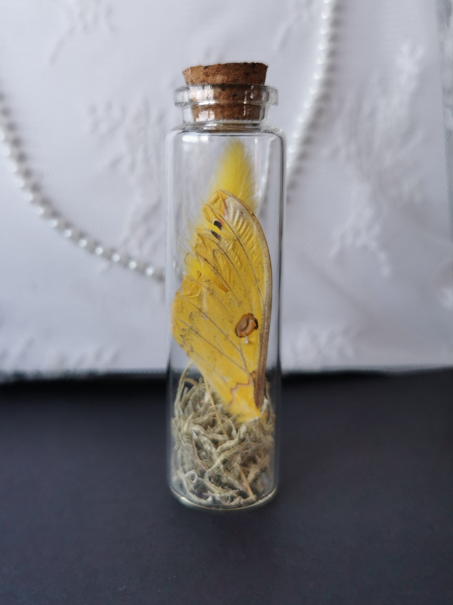 Large curiosity bottle
