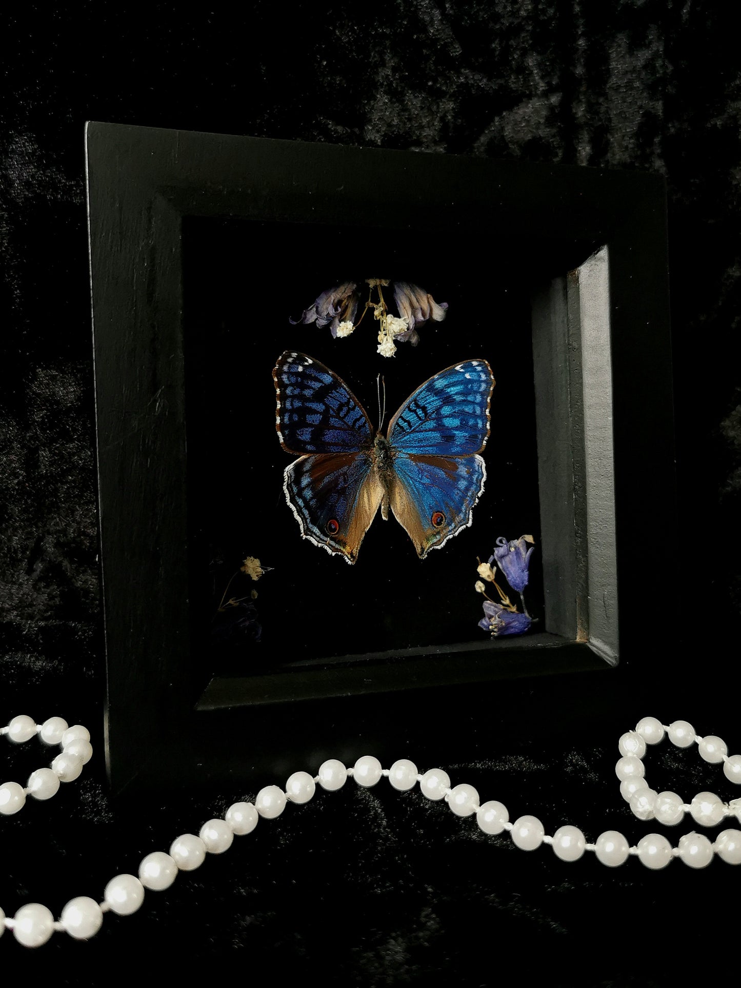 Brilliant Blue butterfly entomology frame with dried flowers
