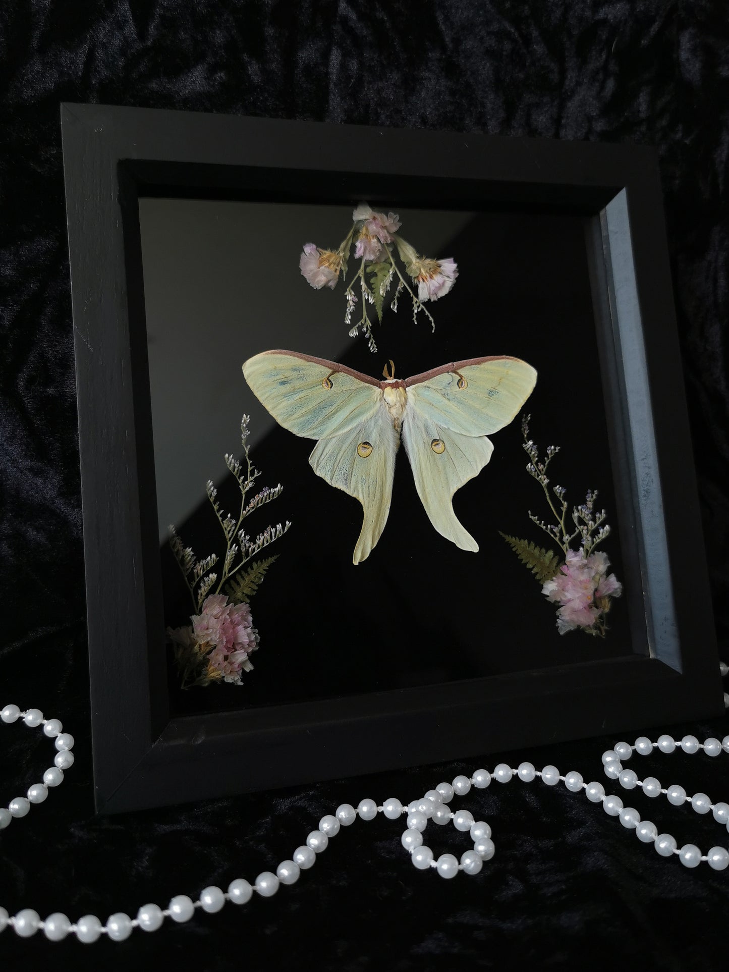 Luna moth frame with dried flowers