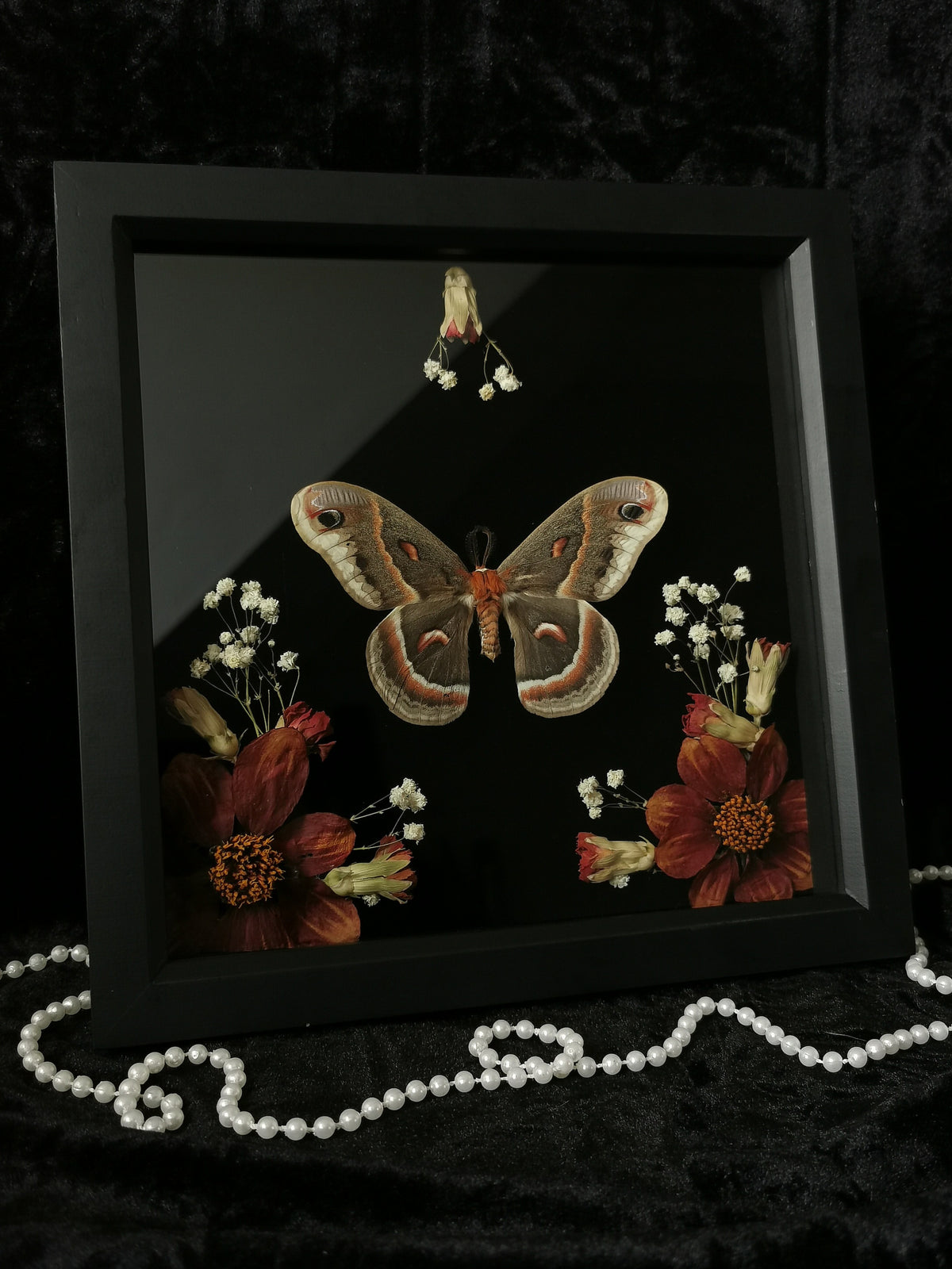 Cecropia moth