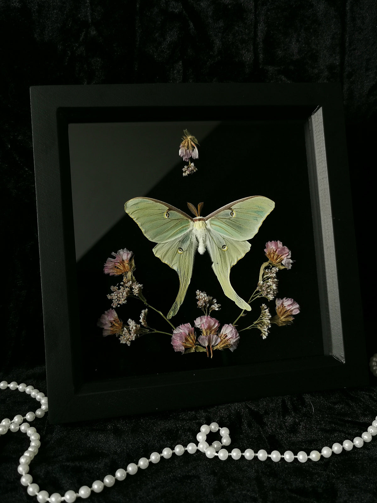 Luna moth