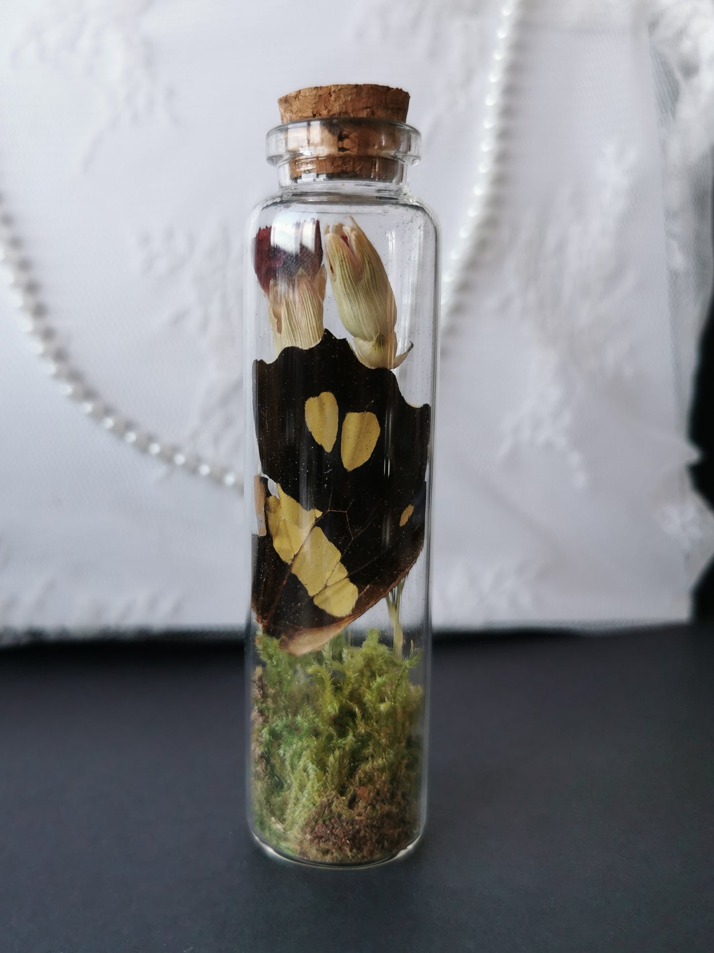 Large curiosity bottle