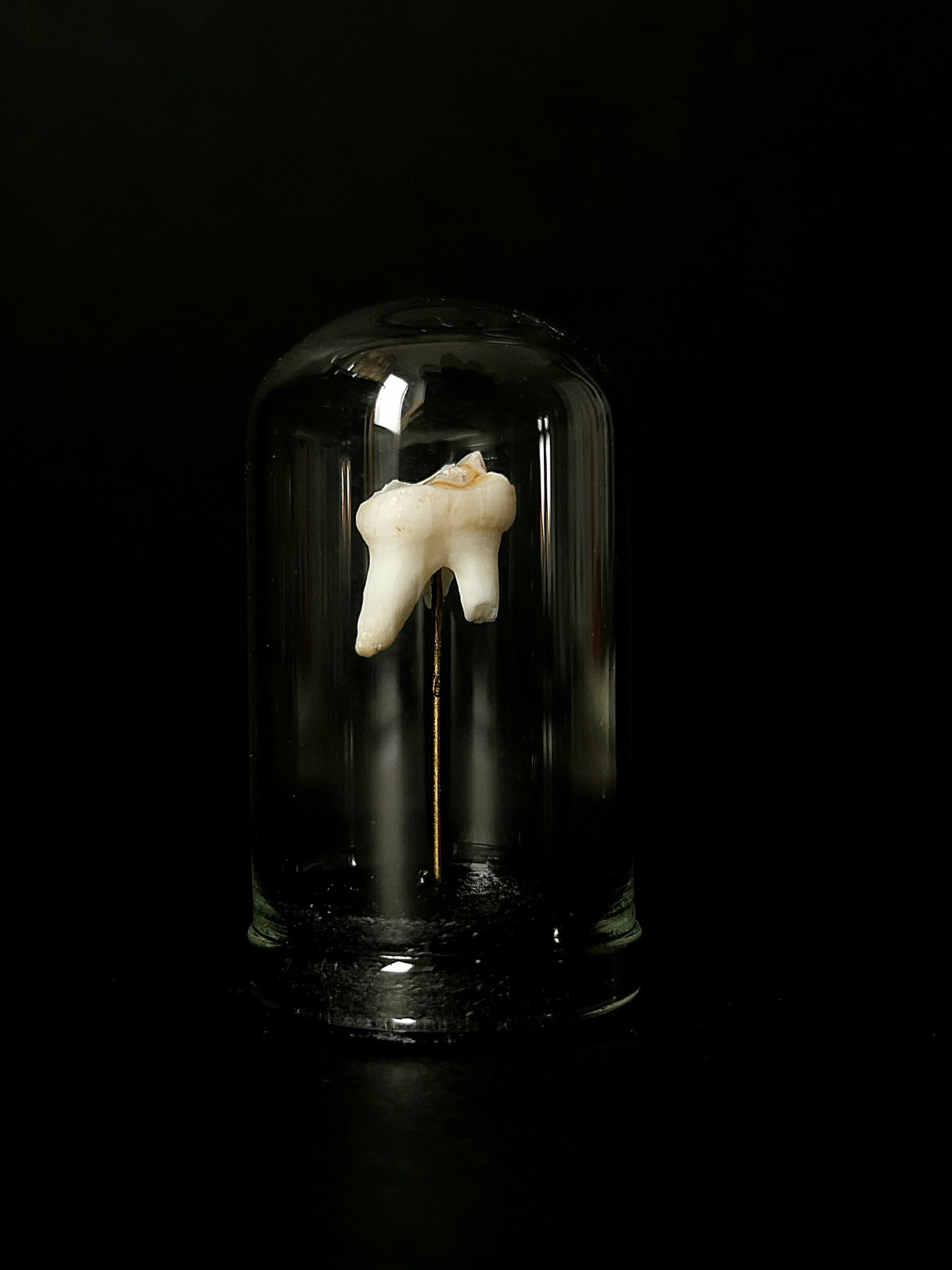 Small tooth dome