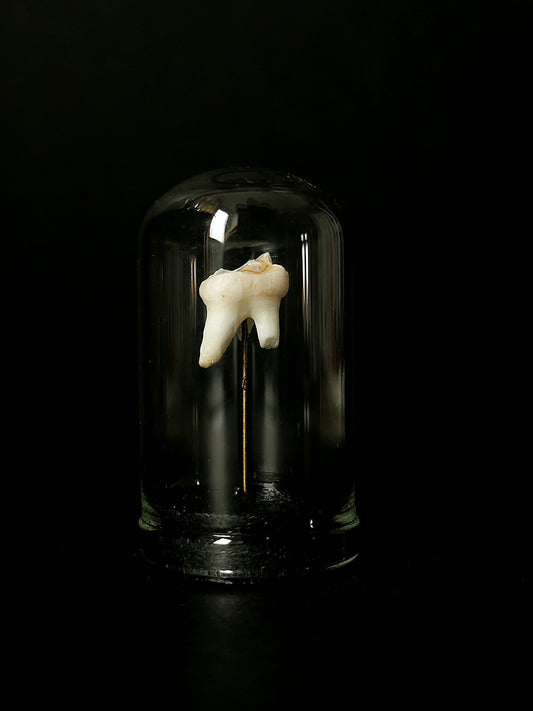 Small tooth dome