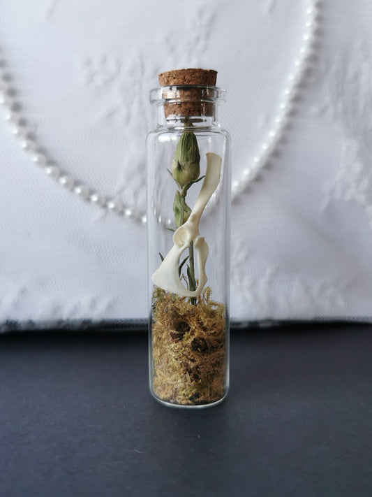 Small curiosity bottle