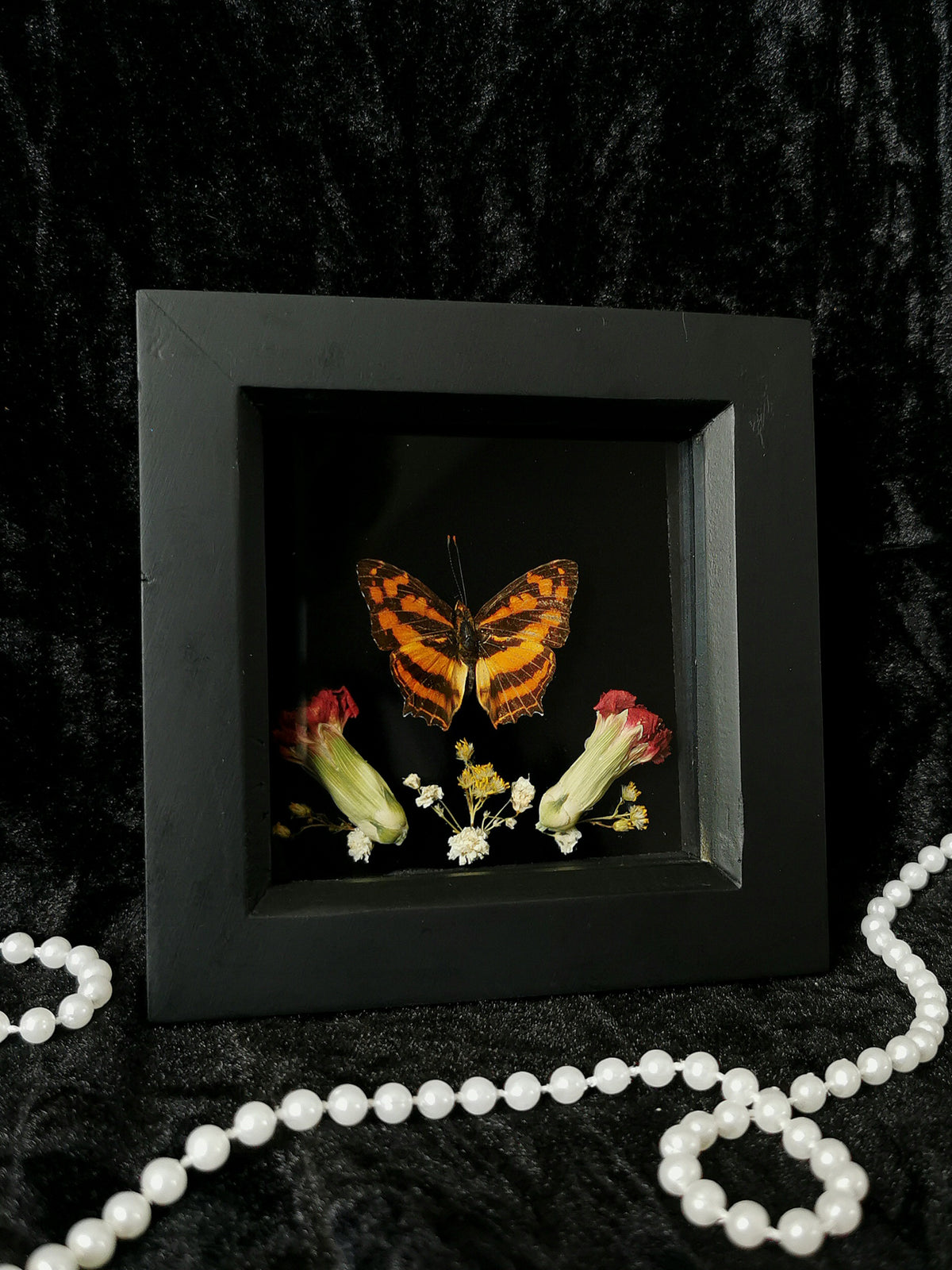 Common Jester butterfly entomology frame with dried flowers