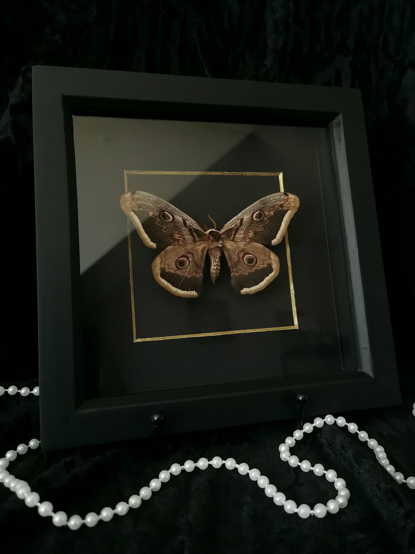 Giant Peacock moth entomology frame