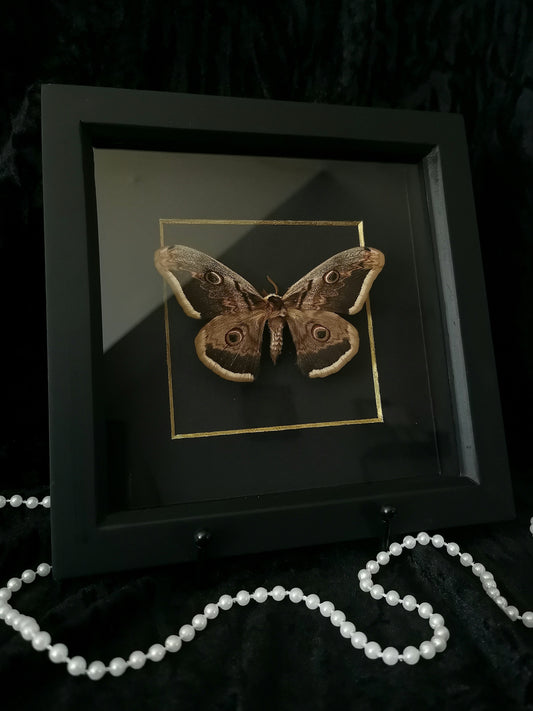 Giant Peacock moth entomology frame