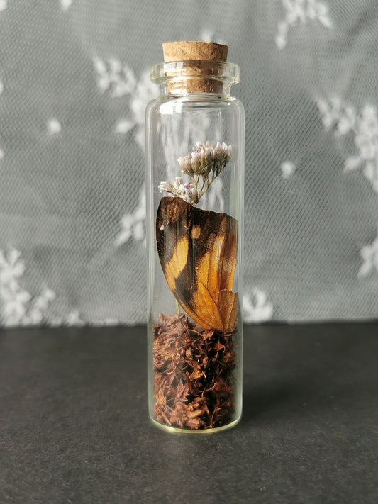 Small curiosity bottle